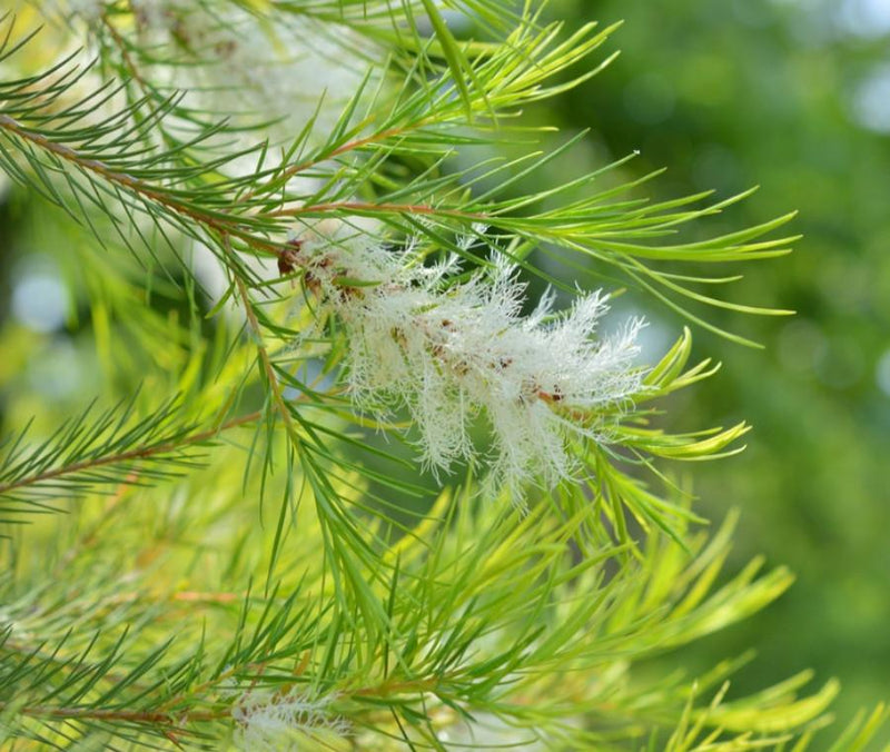 TEA TREE OIL